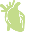 Heart Icon representing blood circulation