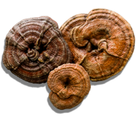 Curcuma Longa Extract